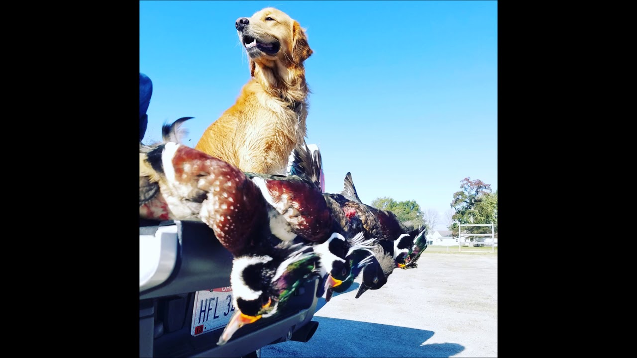 Duck and dove hunting southern ohio YouTube