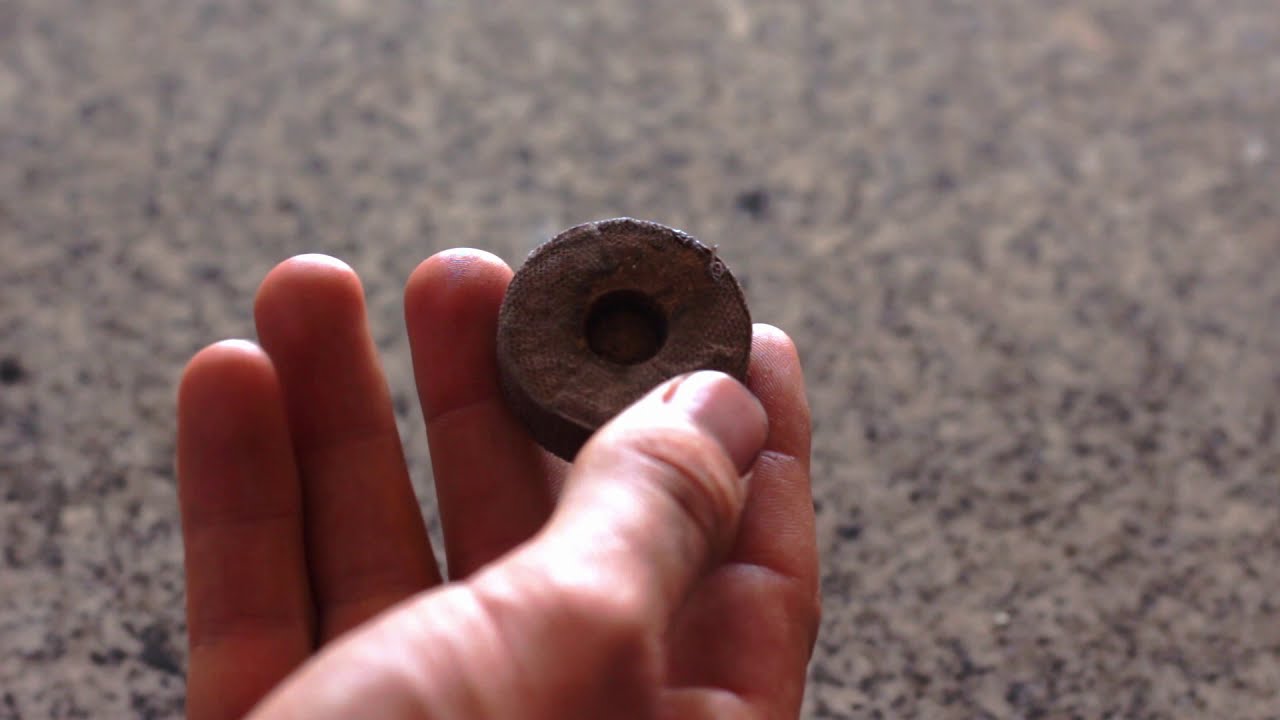 Germinar Semillas en Jiffys