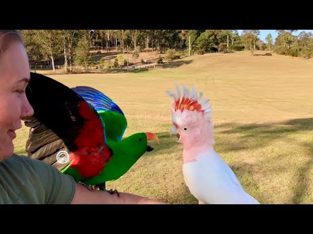 Cockatoo u0026 Parrot Madness 3_4 class=