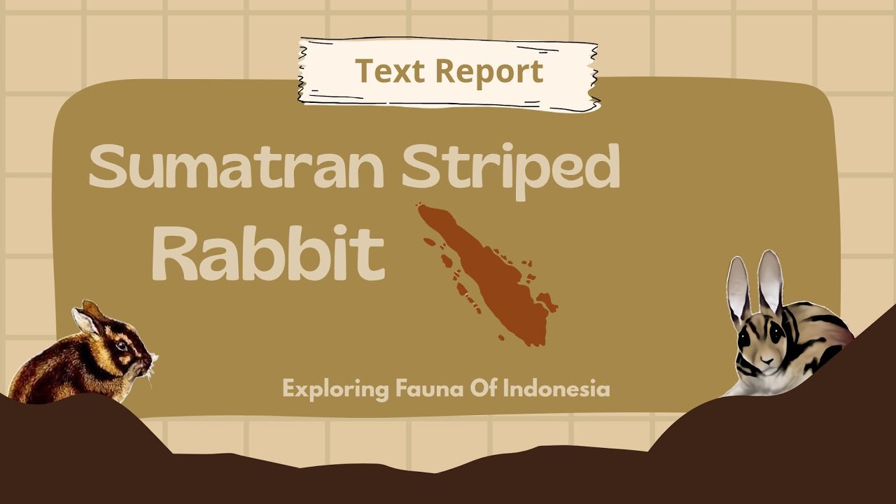🐇 Sumatran Striped Rabbit — Kelinci Bergaris Langka dari Sumatra ...
