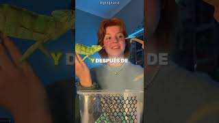 camaleón está enamorado de su dueña