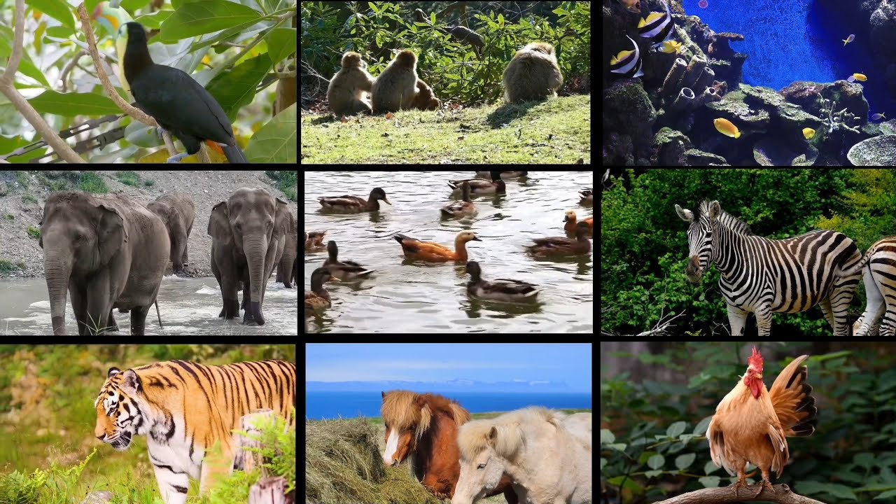 Introducing the Jungle Giants | Animal Fun Begins with Jungle Mangle TV | 1st video