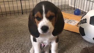 Cutest Beagle Puppy wants to come out of playpen | Beagle puppy wants to be picked up