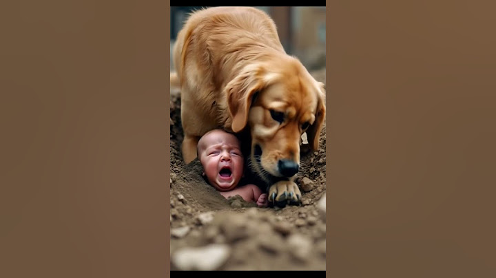 The brave golden retriever tried to save the baby from the landslide. #kindness #dog