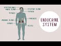 What is endocrinology