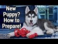 Prepare for a Puppy | Bringing a New Husky Puppy Home の動画、YouTube動画。