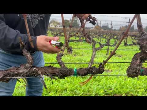 Pruning: Cordon Trained/Spur Pruned 