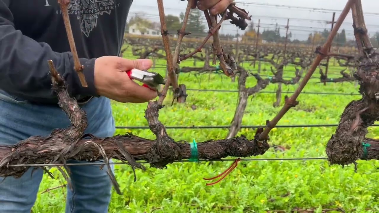 Pruning: Cordon Trained/Spur Pruned 