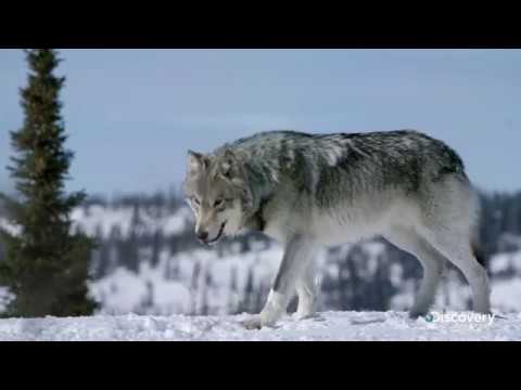 диалог с собаками сигналы примирения скачать