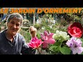 Le jardin dornement  au fil des saisons avec yves gillen 