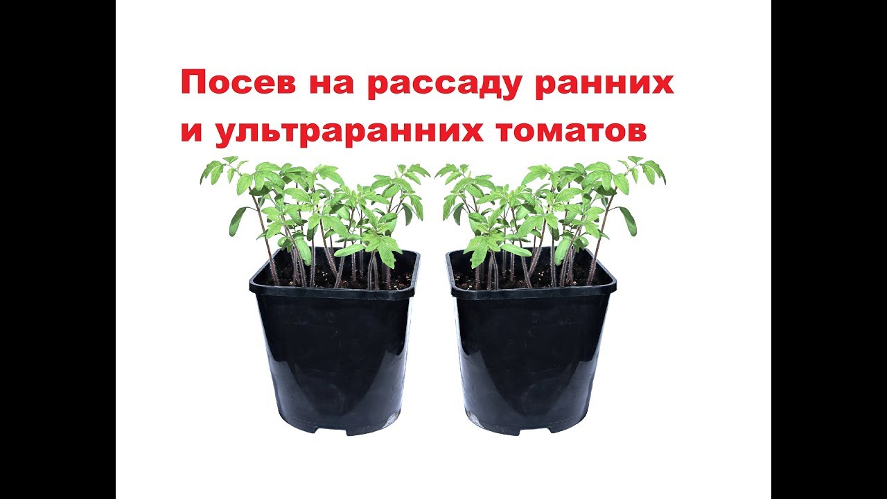 Томат Медвежья Кровь Характеристика Отзывы Фото