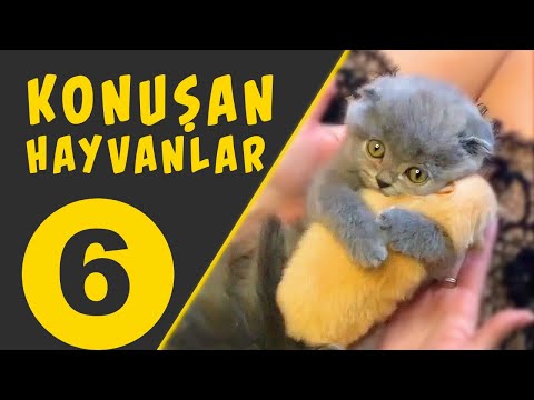 Konuşan Kediler 6 | Konuşan Hayvanlar | En Komik Kedi Videoları