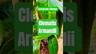 Want a Evergreen Frangrant Tropical Climbing Plant? Try Clematis Armandii #plants #garden #shorts