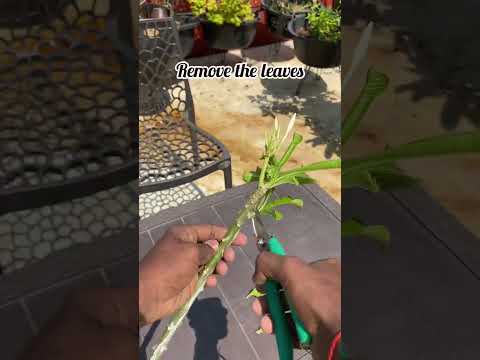 فيديو: رعاية Plumeria: كيف ينمو Plumeria