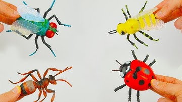 Best Insect Toys Learn Colors For Kids Learn Insect & Bugs Education Video for Children