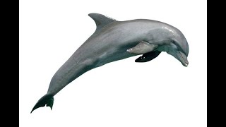 Operation Dolphin