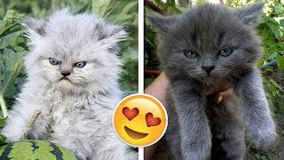 Dunya Nin En Sirin Kizgin Kedi Yavrulari Youtube