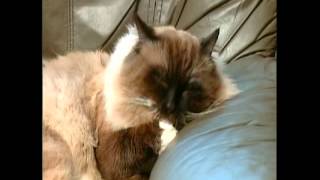 Gabriella Lewis Puss Is Sleeping