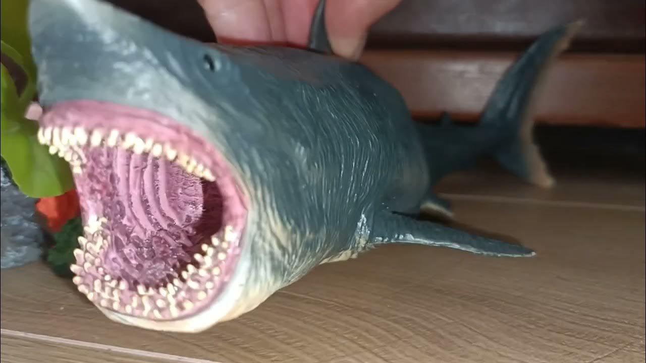 Megalodon VS Basilosaurus YouTube