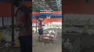 Ga Usah Di Pikir youtubeshorts jowopride pertenakan short storywa