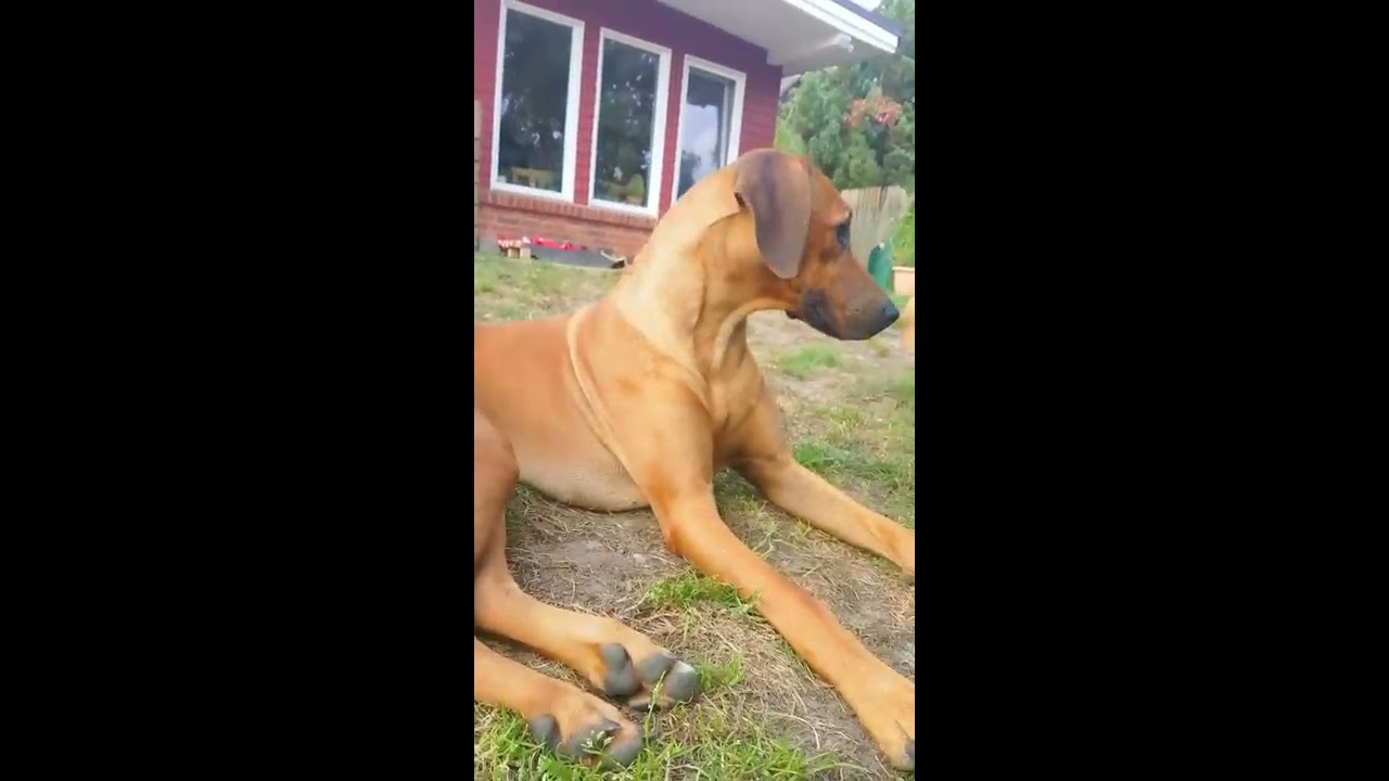 Beagle Rhodesian Mix Rhodesian Ridgeback Beaglewmv Youtube Beagle YouTube
