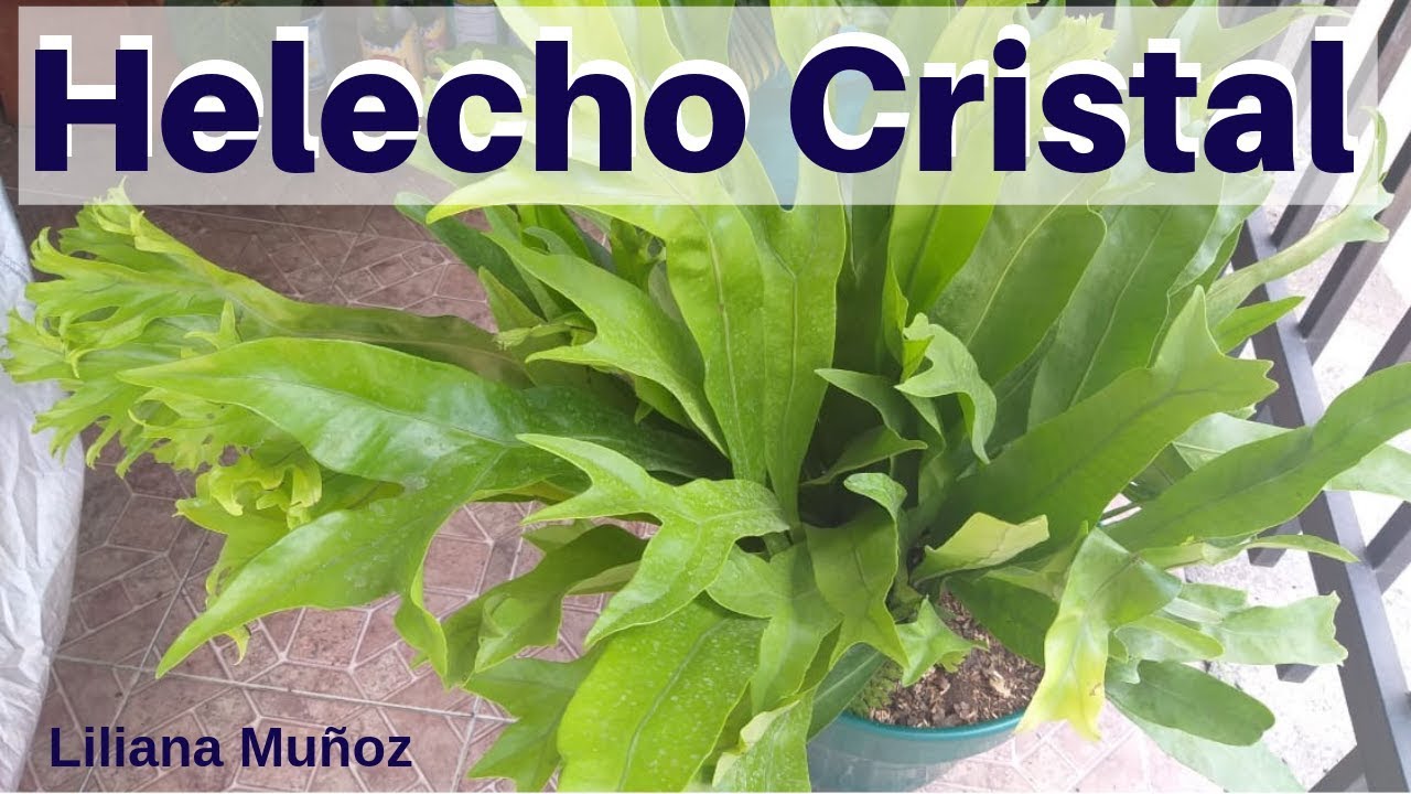 Helecho Cristal  (sustrato) Liliana Muñoz
