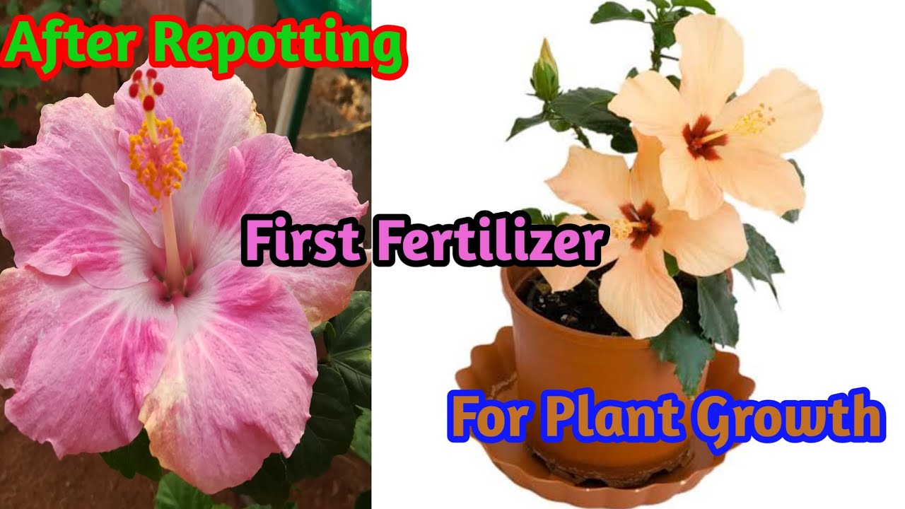 how-to-fertilize-hibiscus-after-repotting-ll-march