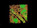 Enhancing Cellular Ultrastructure Analysis in Amira Software