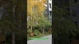 Озеленение в ЖК Метрополь