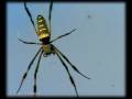 Golden Orb Spiders