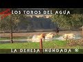 Los Sementales Del Agua, La Dehesa Inundada En Prieto De La Cal