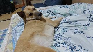 【眠たい】#(+.+)(.)(_ _)..zzZZ#保護犬を家族に#保護犬を第一選択肢に#里親になろう#動物愛護団体エンジェルズ