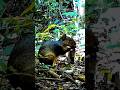 😱 ¡Este LAZO INDÍGENA atrapa CUALQUIER animal! #Supervivencia