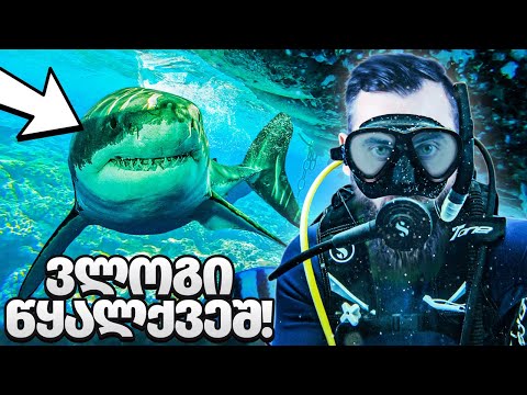 ეგვიპტის ვლოგი  / წითელი ზღვის სამყარო  @teonabughadze