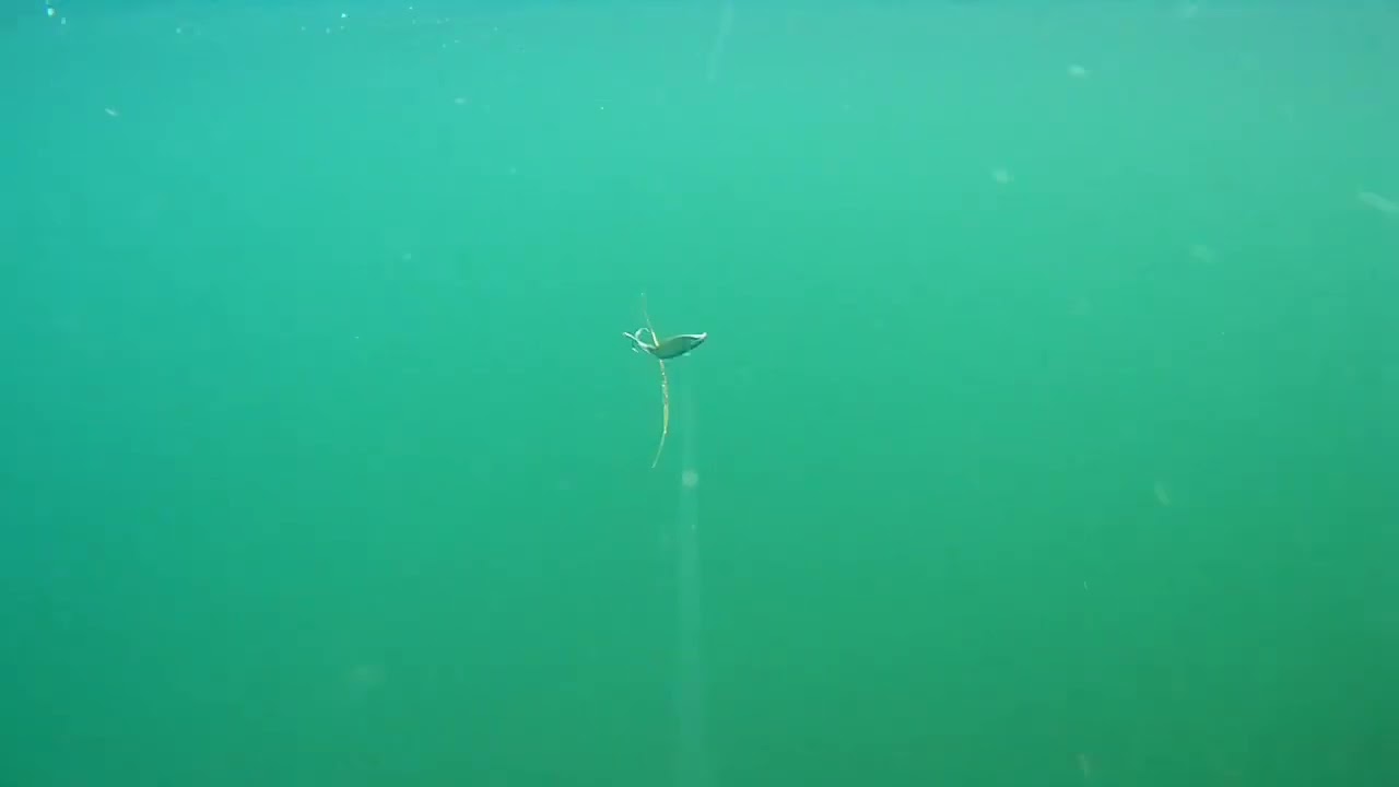 Trolling for sea trout with Water Wolf 2.0 (sea bass)