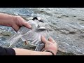 Common Tern Release at Bluestone Lake, Nov 6, 2017