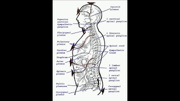 AO Scan Chakra and Meridian sample report.