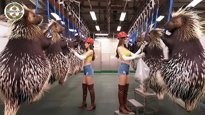 How Texas Farmers Raise & Process Millions of Porcupines – Inside U.S. Industry Worth $100 Million