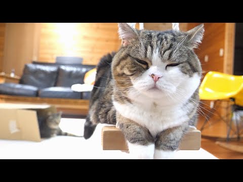 ブランコで我慢したねこ。-Maru settled for the swing.-