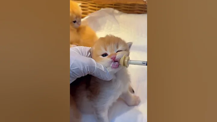 Video 11895001: britishshorthair cats catlover, britishshorthair baby cat, british cat baby, cat milk