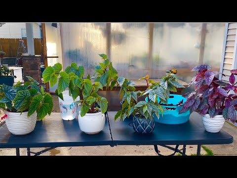 Video: Propagación de plantas de vid ángel - Cómo cuidar las plantas de vid ángel