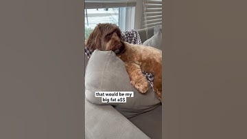 They are ruined! But I don’t care ❤️ #funnydog #shorts #shortsfeed #labradoodle #cutedog