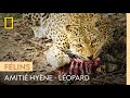 Trève improbable entre une hyène et un léopard