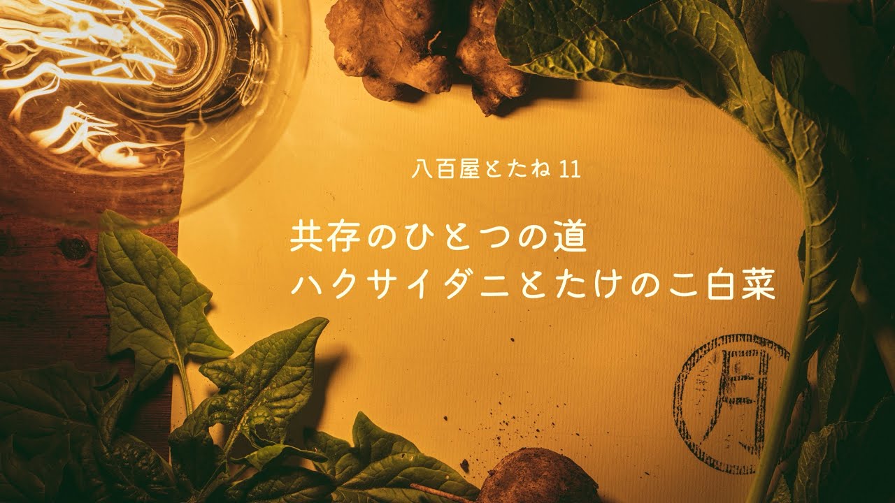 【八百屋とたね11】賛美レベル / 虫が居ても即完売した『たけのこ白菜』