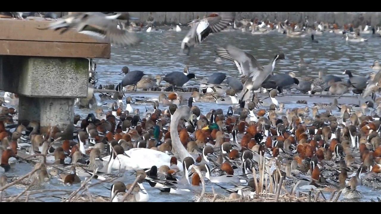 白鳥おじさんと大量のカモ達 @瓢湖 / Swan Uncle surrounded by countless ducks at Hyoko