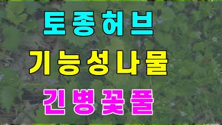 토종허브이면서 결석을 예방할수있는 기능성나물인 긴병꽃풀