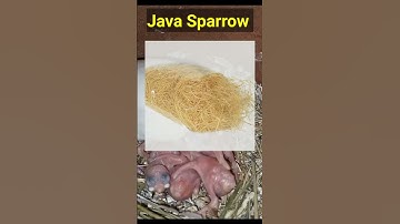 Java sparrow #sparrow #finches #bird