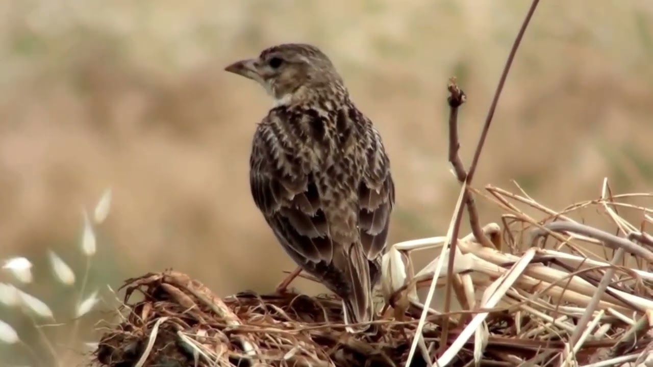 Степной жаворонок   Melanocorypha calandra