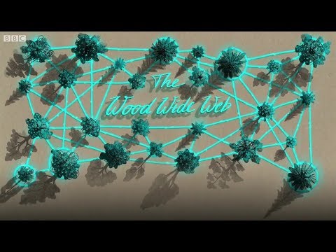 Видео: Как общаются деревья