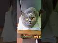 Кицюня #cat #cats #кот #catvideos #україна